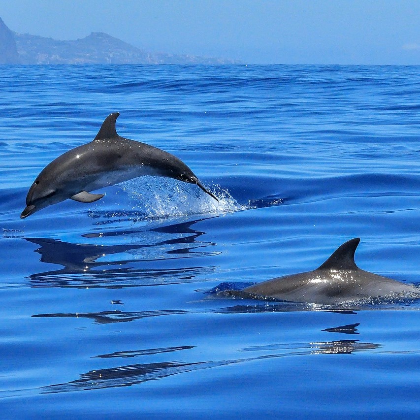 Dophins playing